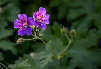 Close-up of purple flowering plant leaves