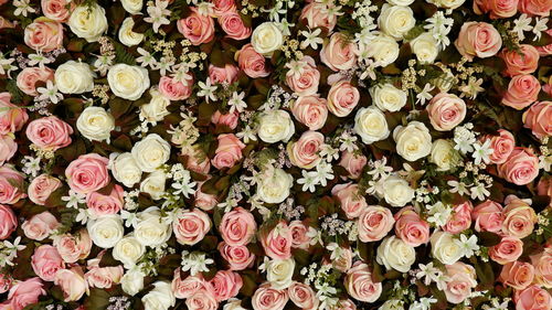 Full frame shot of pink roses