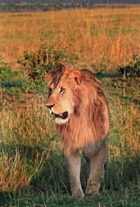 Lion on field