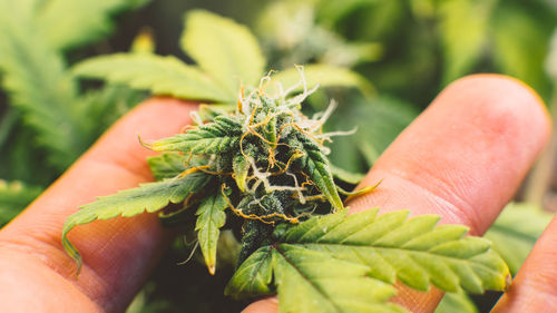 Close-up of hand holding medical cannabis