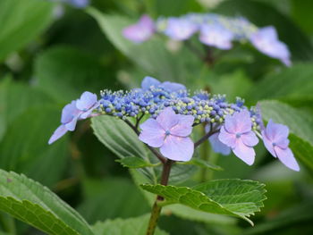 Close-up of purple flowering plant