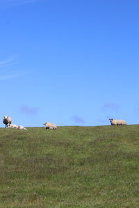 View of a horse on field
