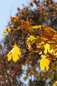 Close-up of yellow maple leaves on tree