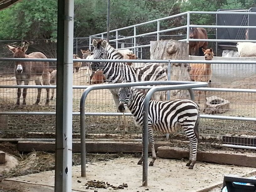 animal themes, domestic animals, mammal, livestock, fence, animals in captivity, two animals, railing, animal pen, metal, zoo, herbivorous, cage, day, wildlife, built structure, sunlight, medium group of animals, no people
