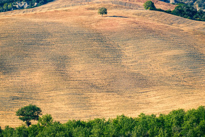 Scenic view of field