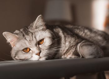 Close-up portrait of a cat