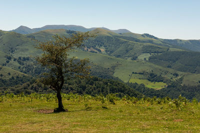 Scenic view of field against clear sky