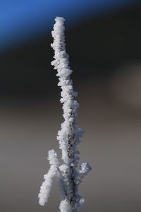 Close-up of snow against clear sky