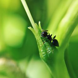 Close-up of fly on leaf