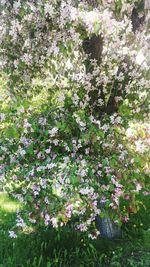 White flowers growing on tree