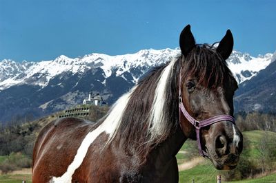 Horse standing on field against mountains