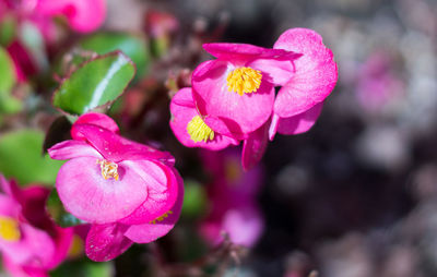 Close-up of pink flowers blooming outdoors