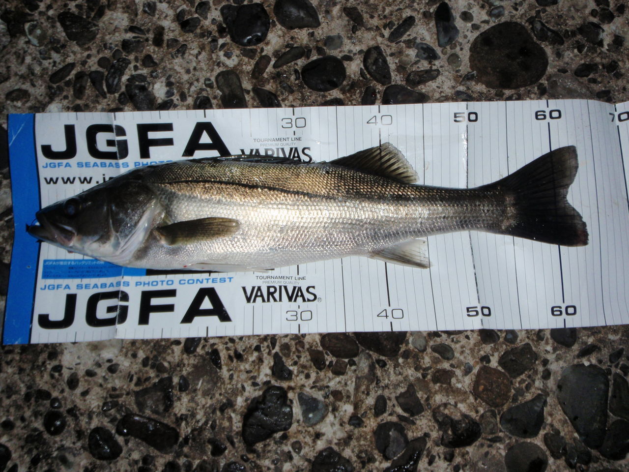 CLOSE-UP OF FISH FOR SALE AT MARKET