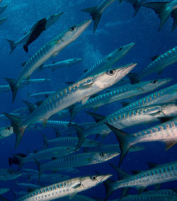Barracuda fishes swimming in sea