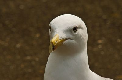Close-up of white birds