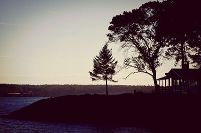 Silhouette of trees at sunset
