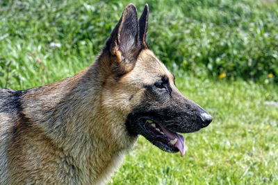 Close-up of a dog looking away