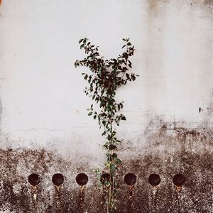 Plants growing in water