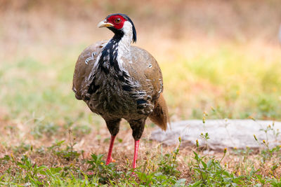 Close-up of bird perching on grassy field