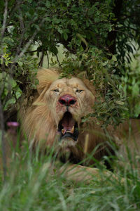 Close-up of lioness