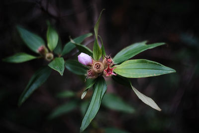 Close-up of purple flowering plant