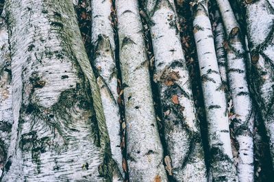 Full frame shot of tree trunk in forest