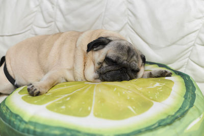 Close-up of a dog sleeping on bed