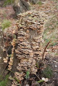 Close-up of plants in forest