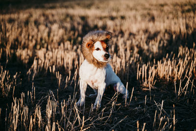 Portrait of dog on field