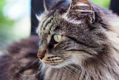 Close-up of a cat looking away