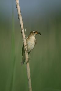 Close-up of bird perching on branch