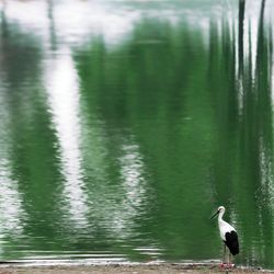 Reflection of gray heron in lake