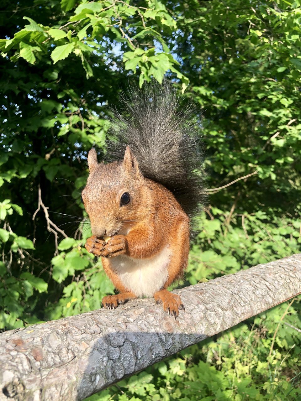 CLOSE-UP OF SQUIRREL