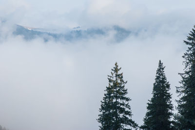 Low angle view of trees against sky