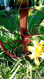 Close-up of plants in backyard