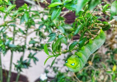 Close-up of green leaves
