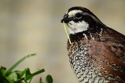 Close-up of a bird