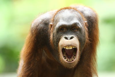 Close-up portrait of orangutan with open mouth