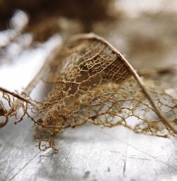 Close up of leaf