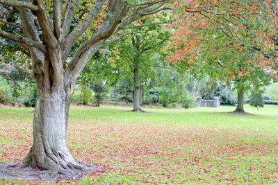 Trees in park during autumn