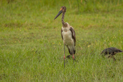 View of bird on field