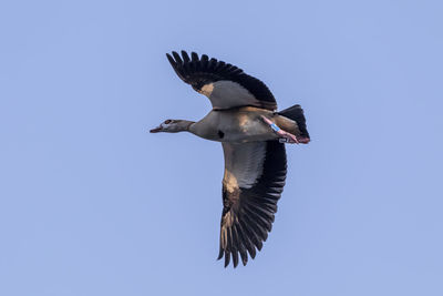 Low angle view of pelican flying against clear sky