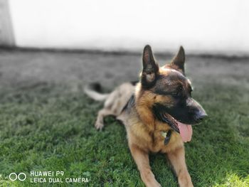Dog standing on field