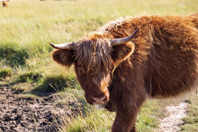 View of an animal on field