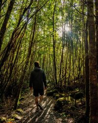 Rear view of man walking in forest