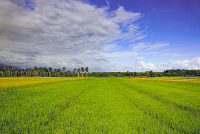 Scenic view of agricultural field against sky