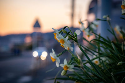 Close-up of white flowering plant