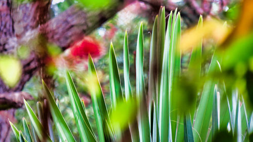 Close-up of purple flowering plants on field