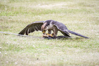 Animals on grassy field