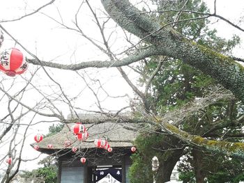 Low angle view of lanterns hanging on bare tree